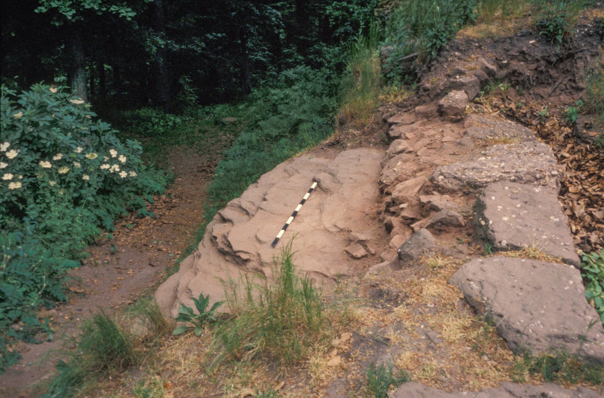 Diapositive - Daubenschlag-Warthenberg - 1989 - 08