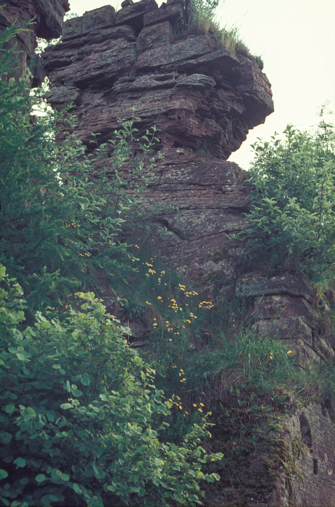 Diapositive - Hohenbourg - 15
